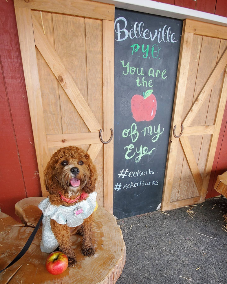 Small Cavapoo Pup in Saint Louis MO