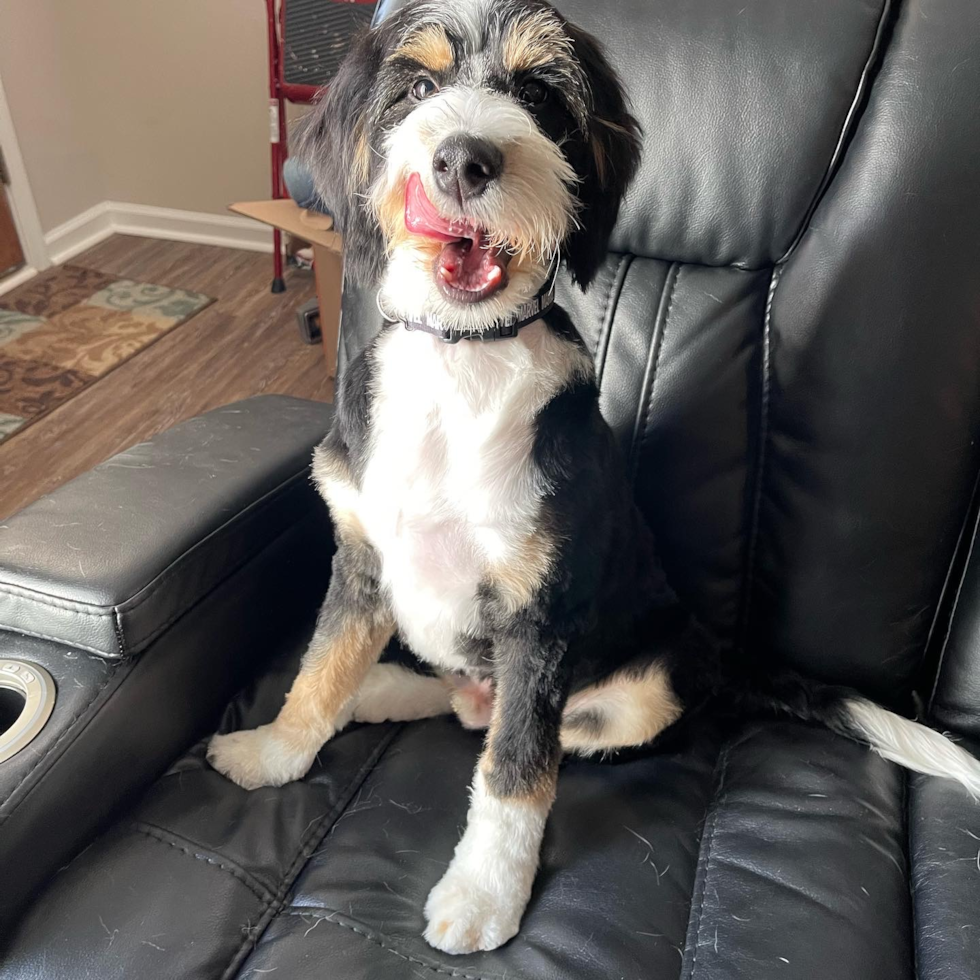 Friendly Mini Bernedoodle Pup
