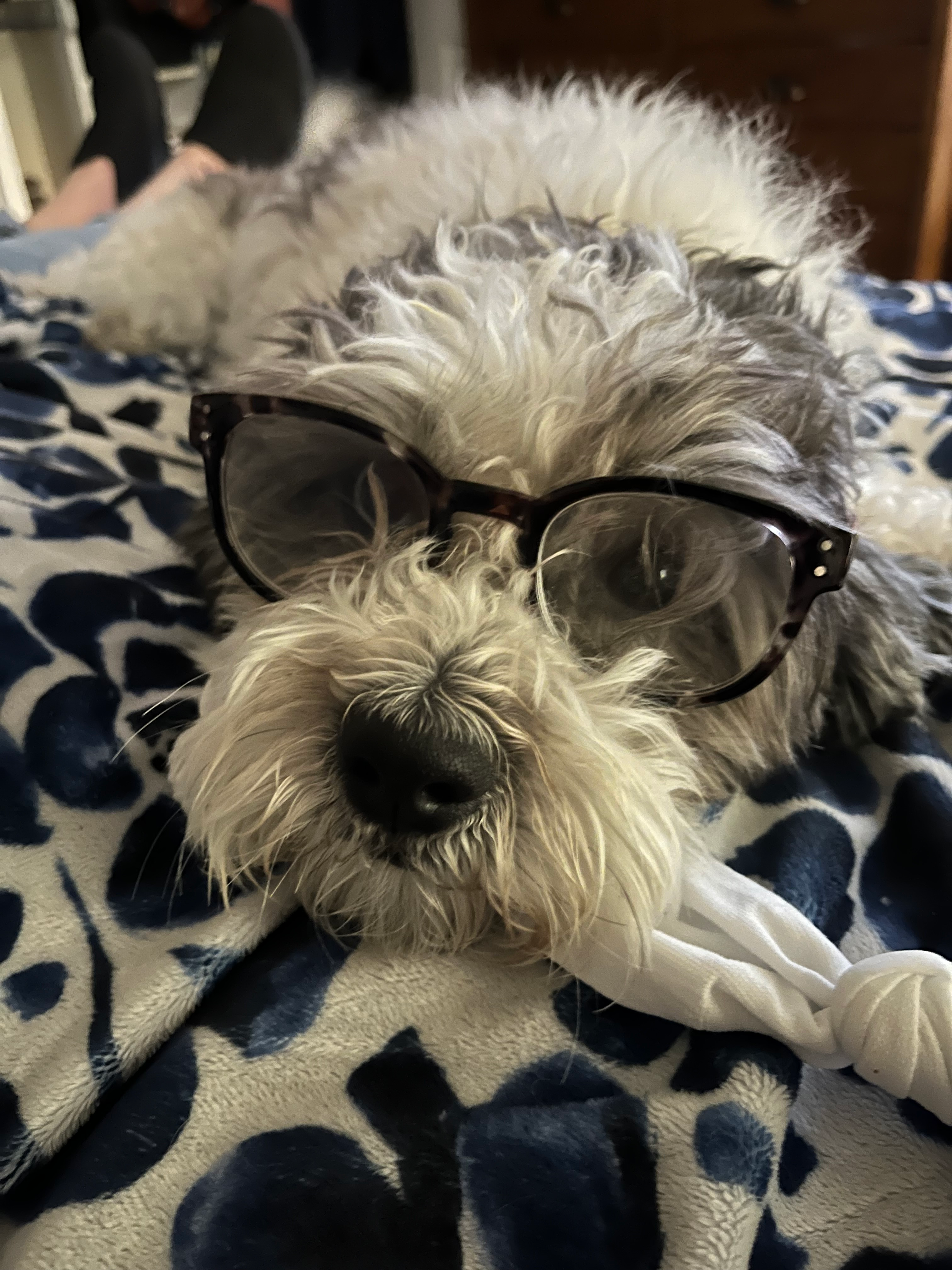 Teddy Bear Puppy for Adoption