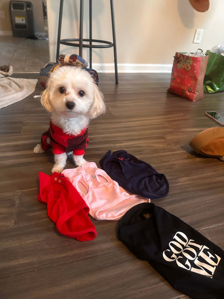 Cute Maltipoo Pup in