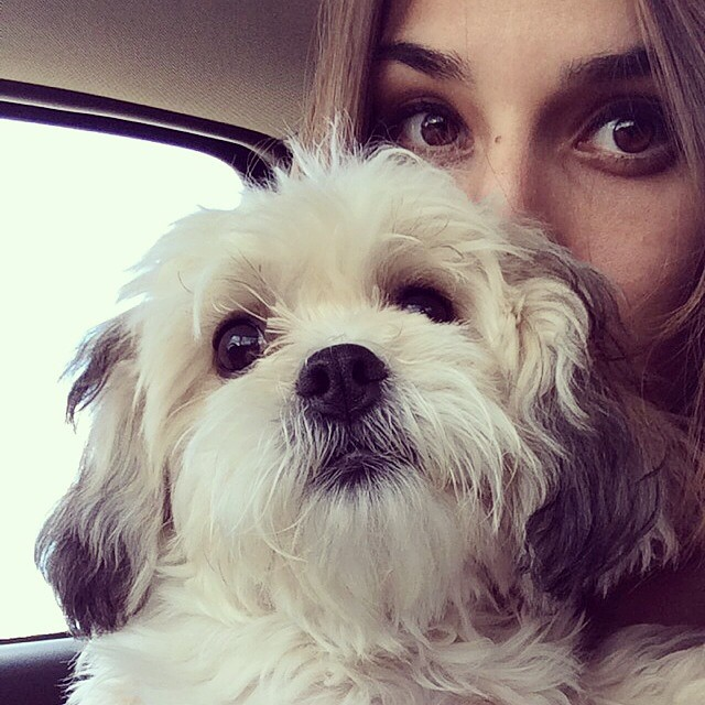 Teddy Bear Pup Being Cute