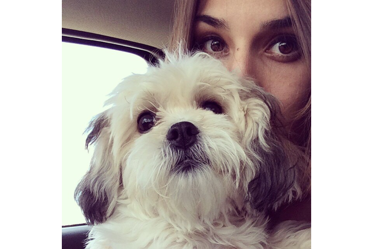 Teddy Bear Pup Being Cute