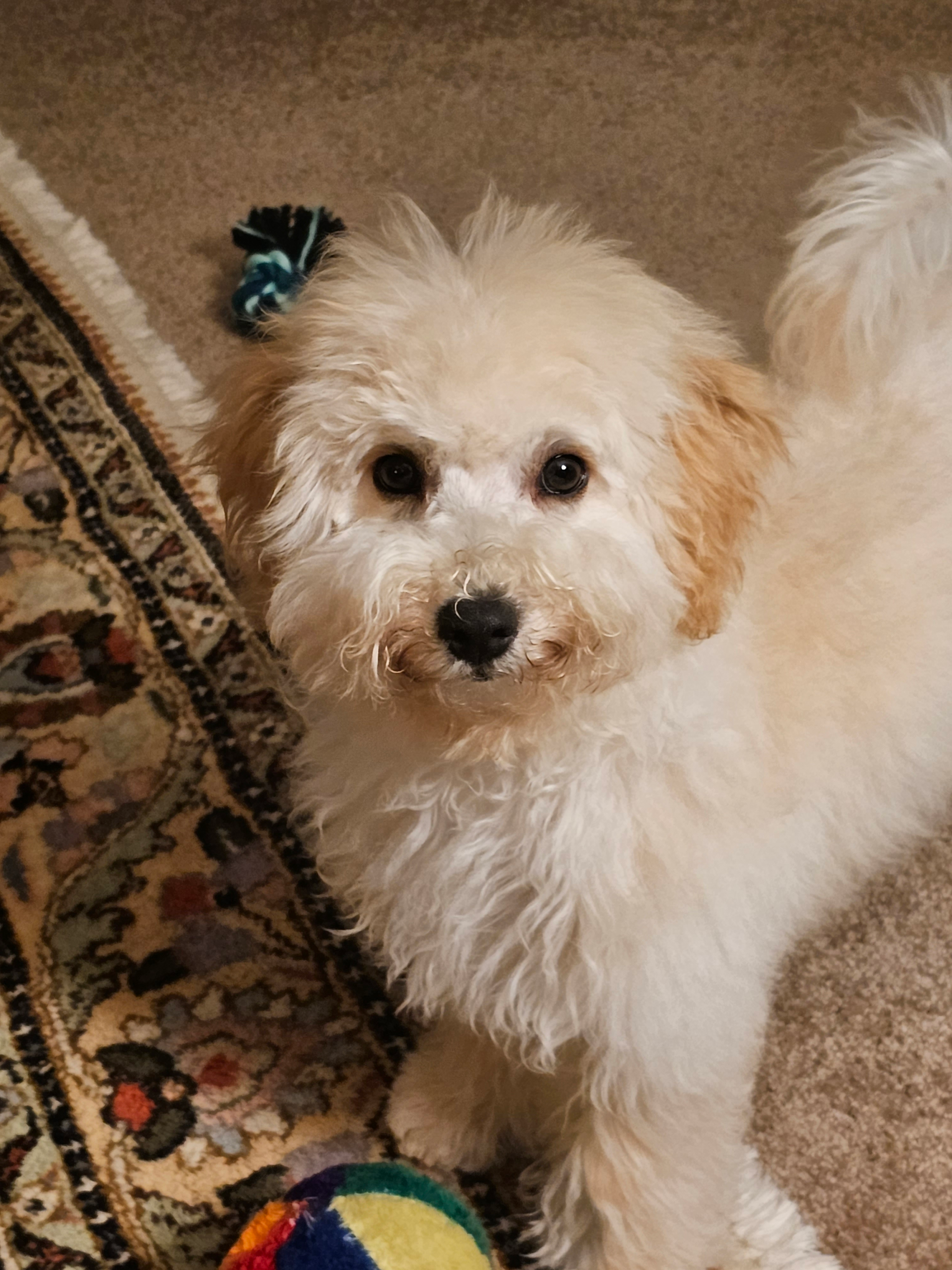 Poochon Pup Being Cute