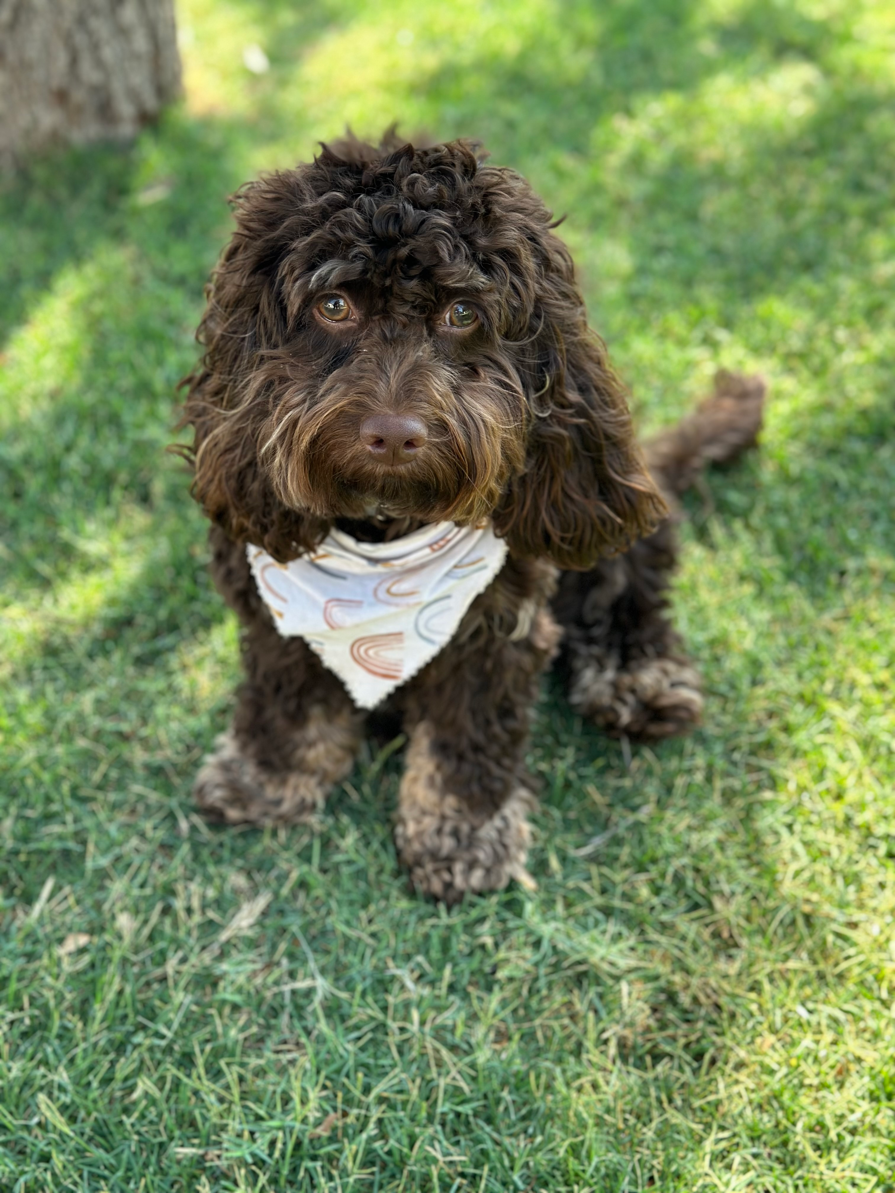 Best Cockapoo Baby