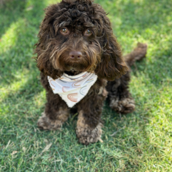 Cockapoo Being Cute