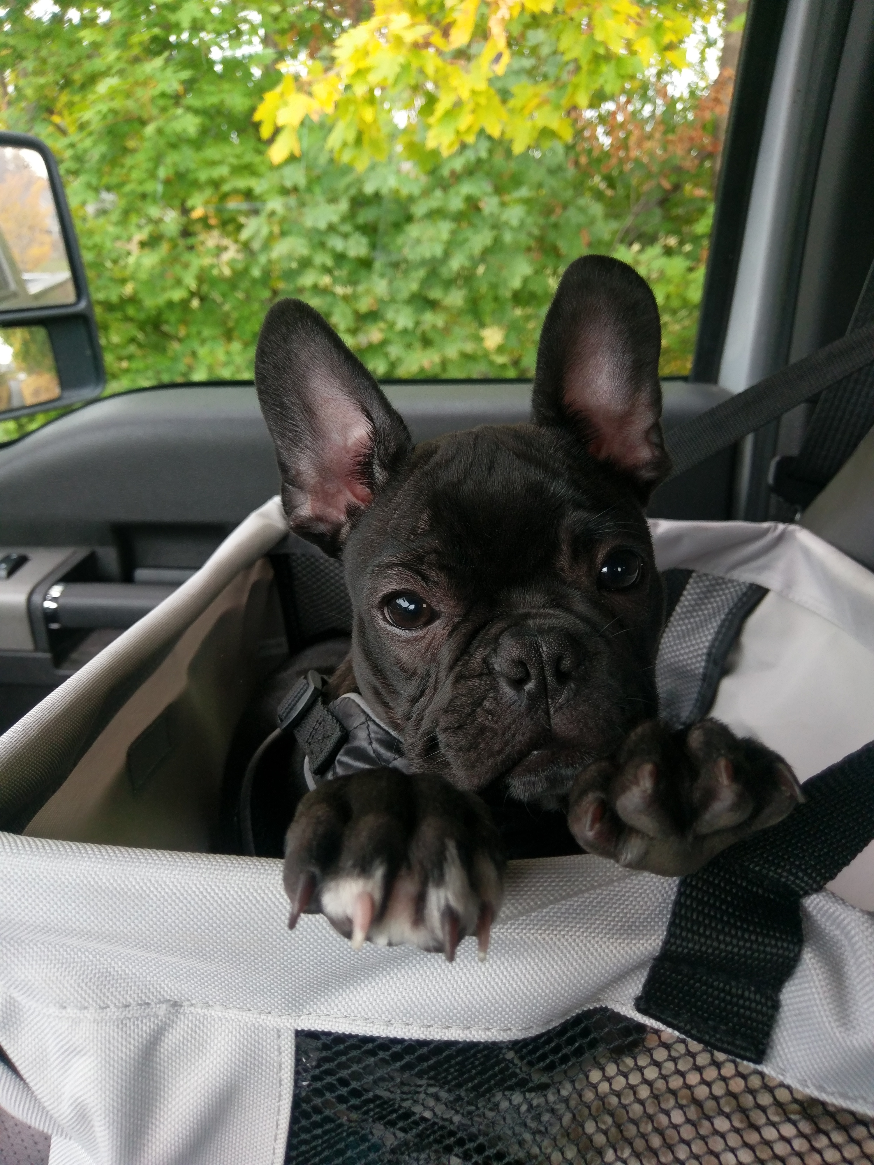 Hypoallergenic French Bulldog Baby