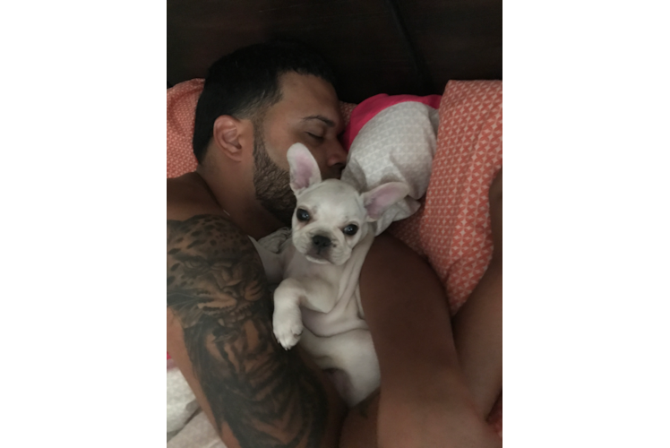 Hypoallergenic French Bulldog Purebred Pup