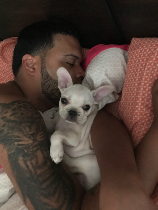 Small French Bulldog Purebred Pup