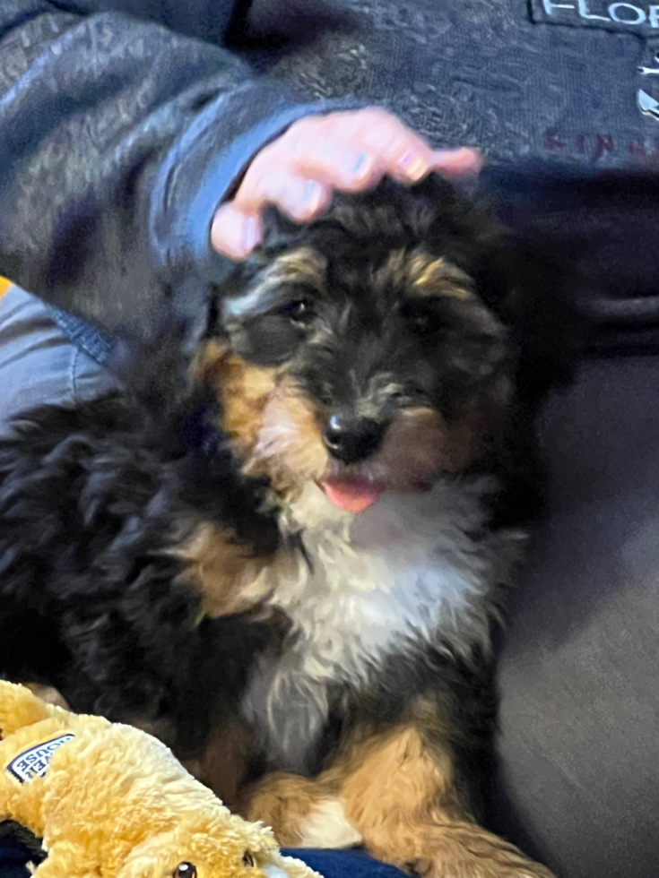 Sweet Mini Bernedoodle Pup in