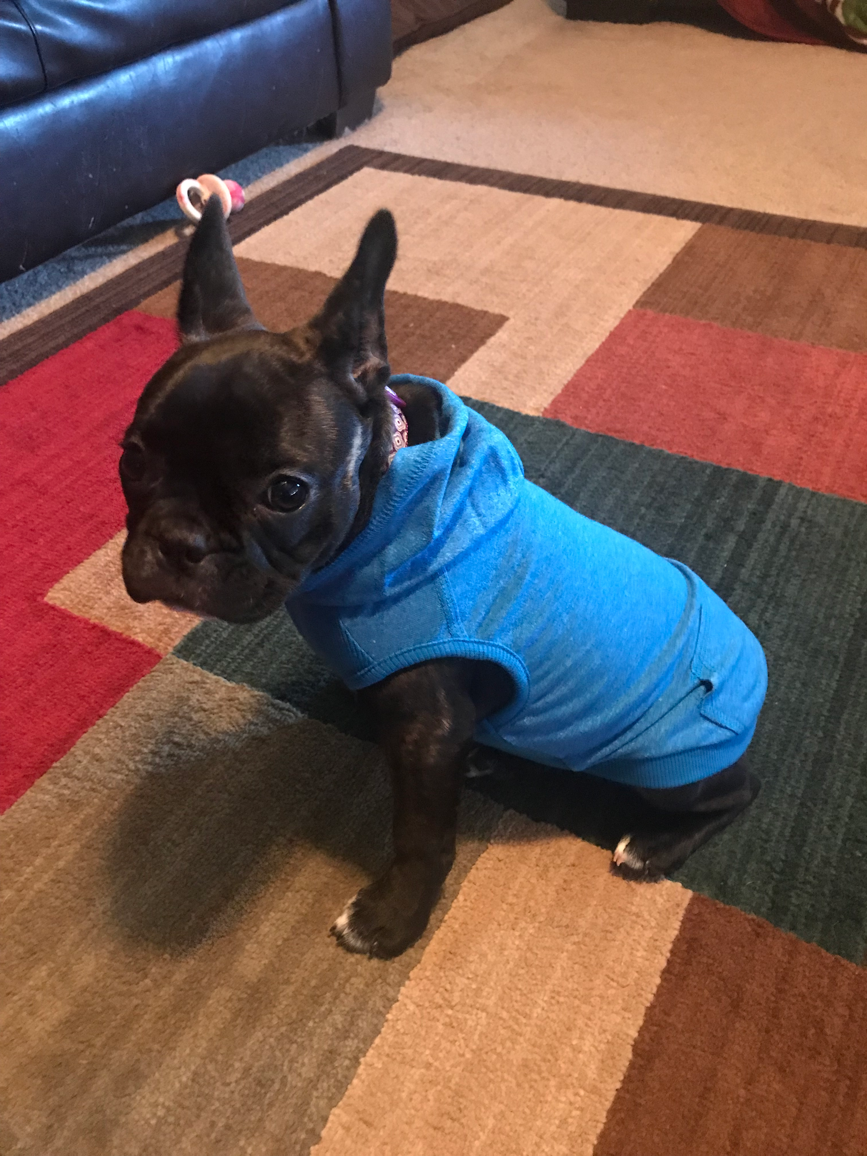 French Bulldog Puppy for Adoption