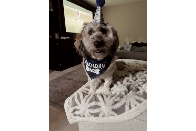 Best Mini Labradoodle Baby