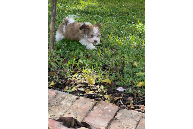 Akc Registered Havanese Baby