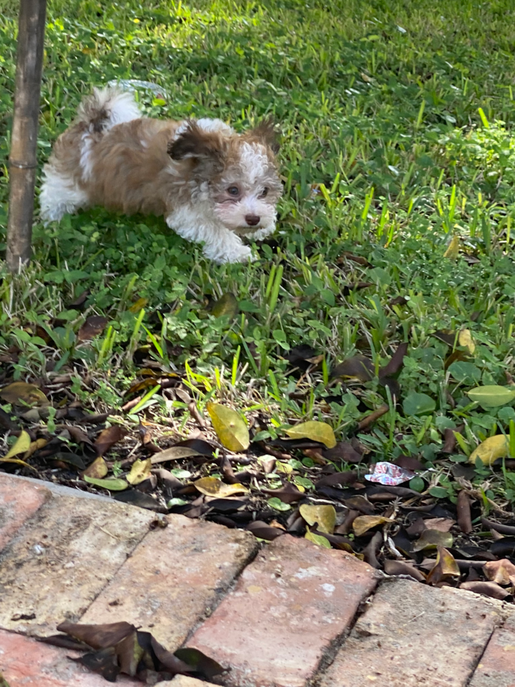 Baldwin City Havanese Pup