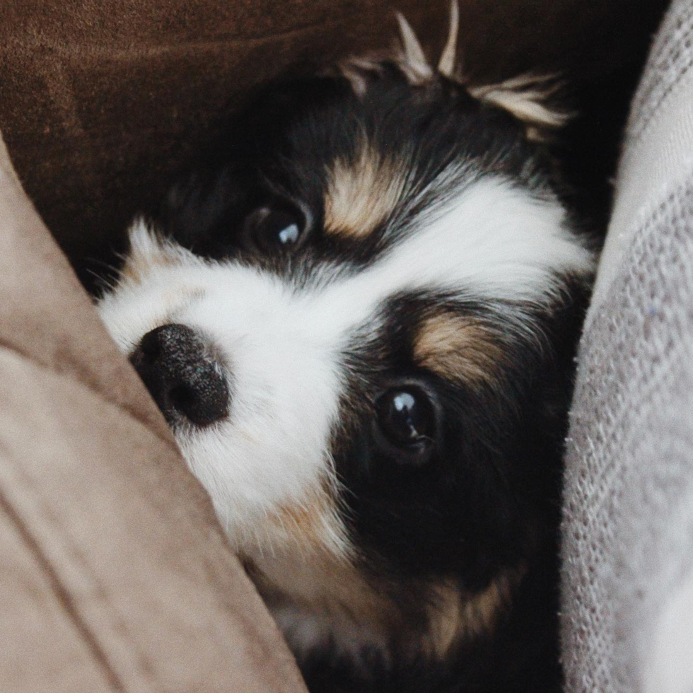 Friendly Mini Bernedoodle Pup in Jersey City NJ