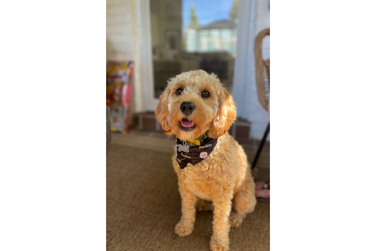 Hypoallergenic Cavadoodle Poodle Mix Puppy