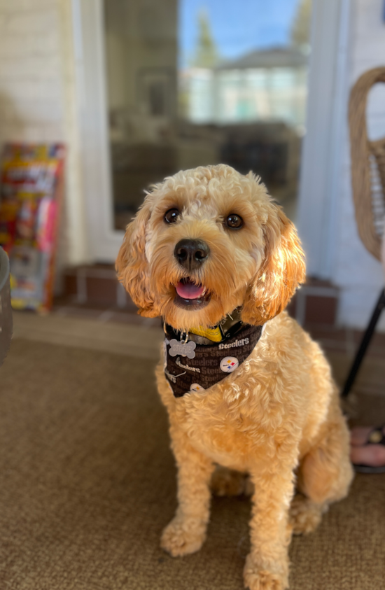 Popular Cavapoo Poodle Mix Pup