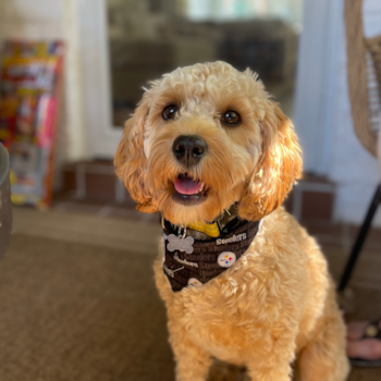 Popular Cavapoo Poodle Mix Pup