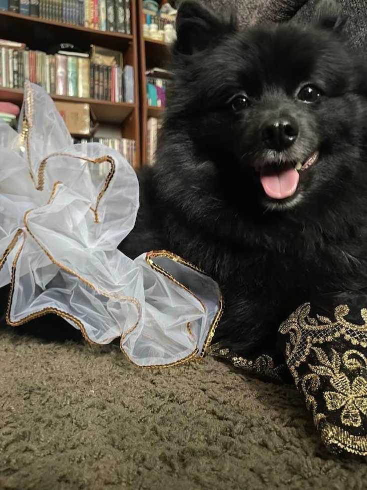 Little Pomeranian Purebred Pup