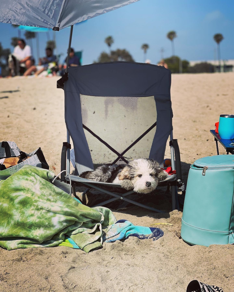 Aussiechon Being Cute