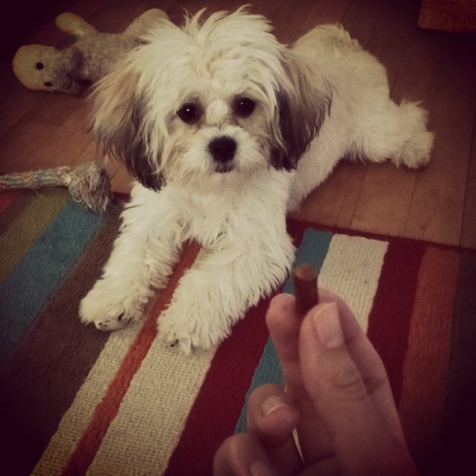 Adorable Shitzu Designer Pup