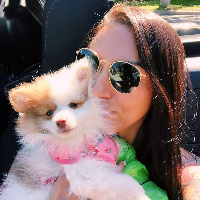 Hypoallergenic Pomeranian Baby