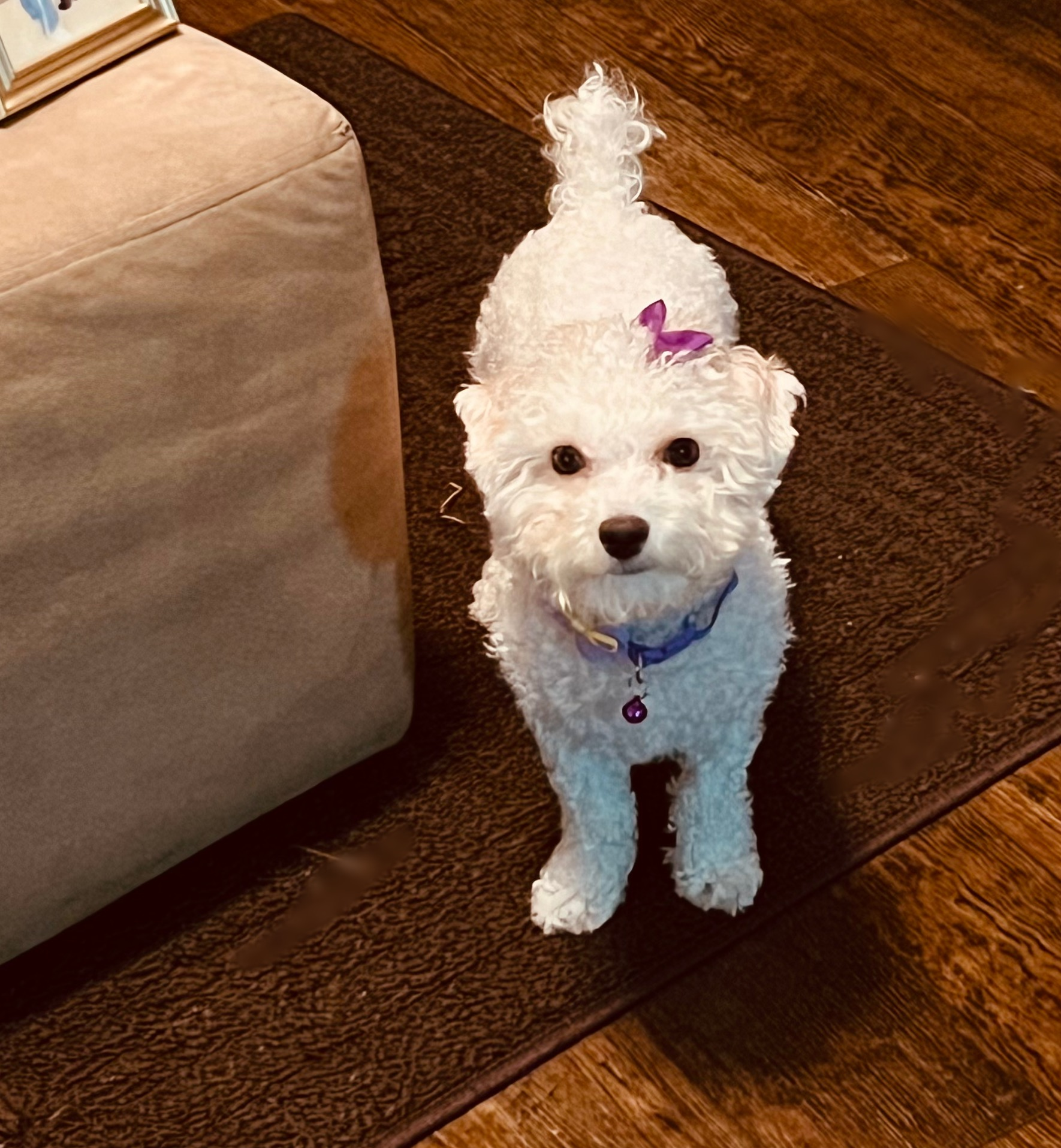 Poochon Pup Being Cute