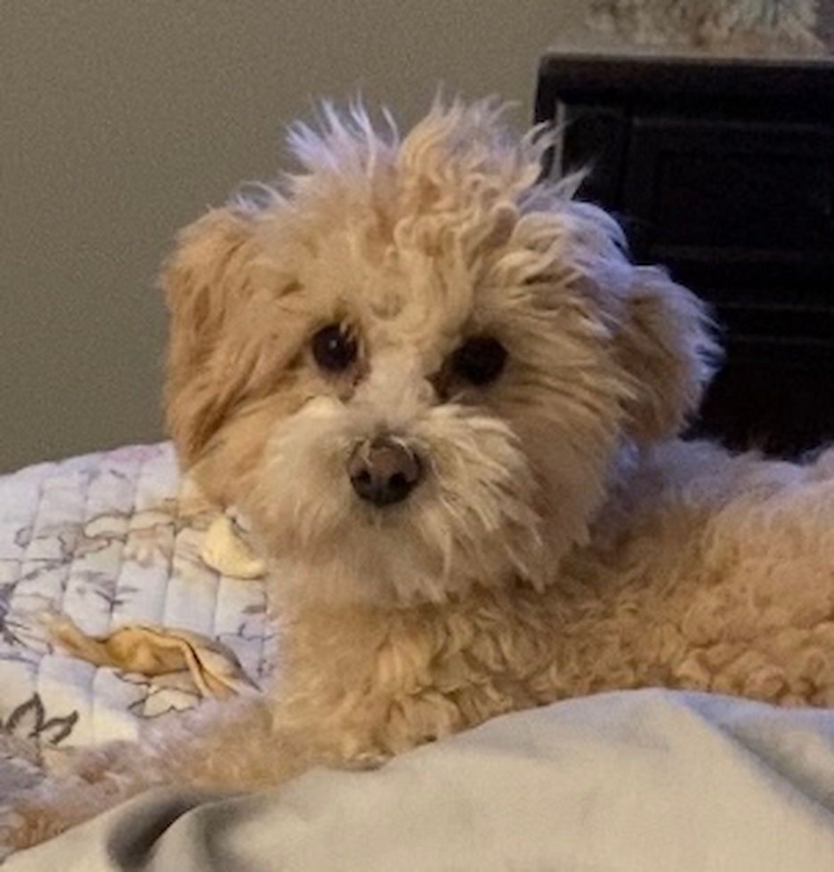 Playful Maltese Poodle Poodle Mix Pup