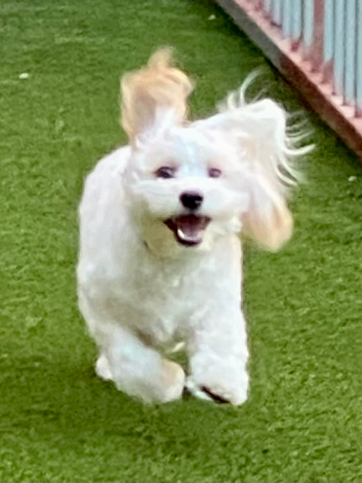 Playful Cavalier Designer Pup