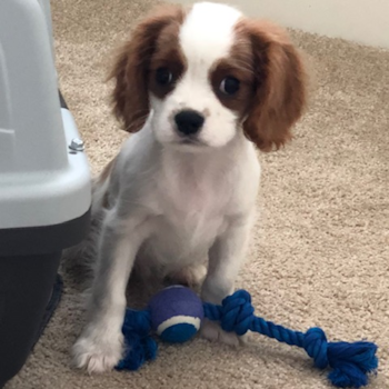 Camas Cavalier King Charles Spaniel Pup
