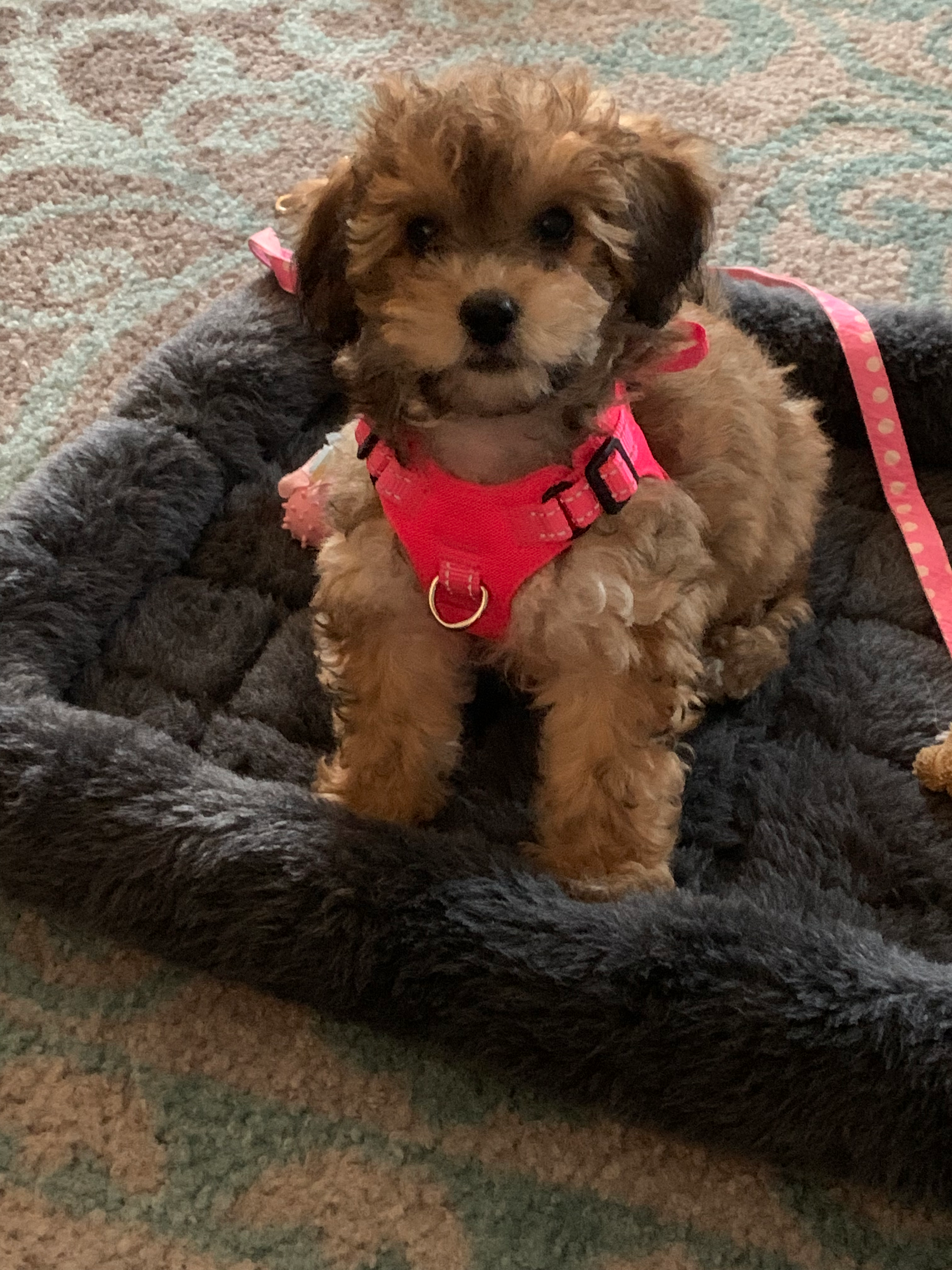 Havapoo Pup Being Cute