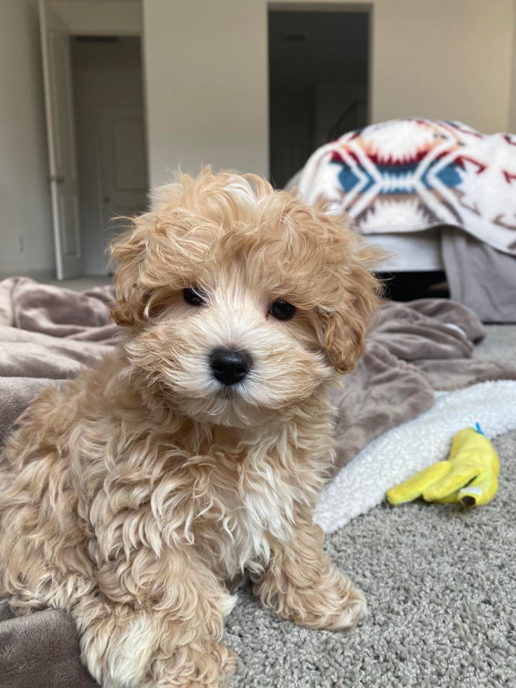 Rahway Maltipoo Pup