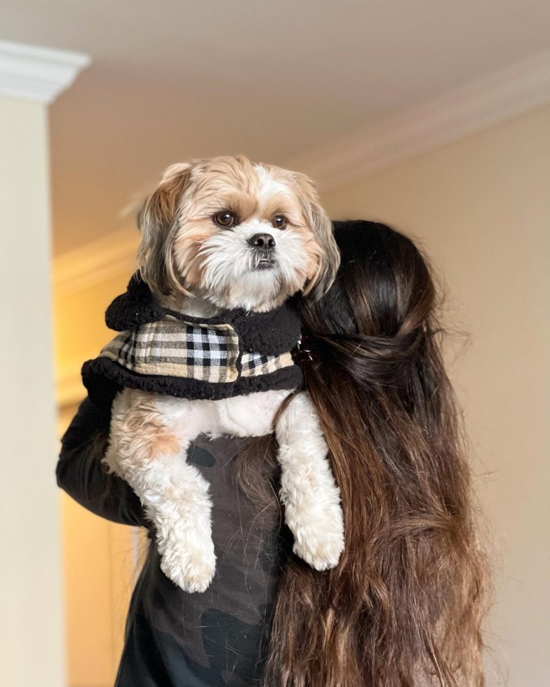 Lake Forest Shih Tzu Pup