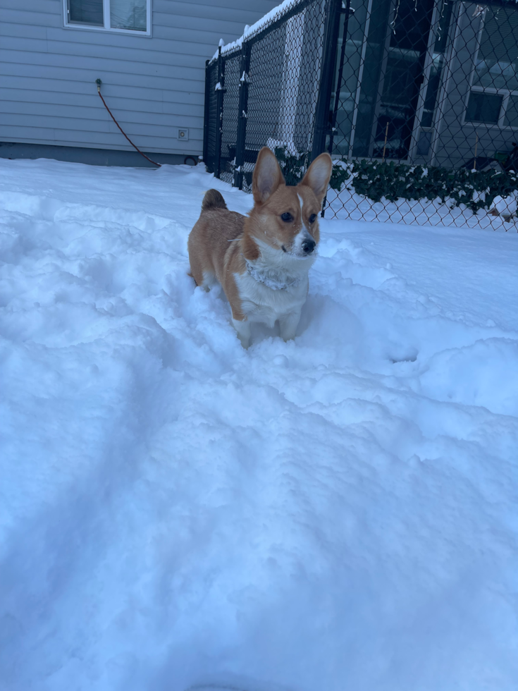 Pembroke Welsh Corgi Being Cute