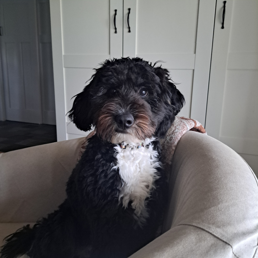Fluffy Mini Bernedoodle Poodle Mix Pup