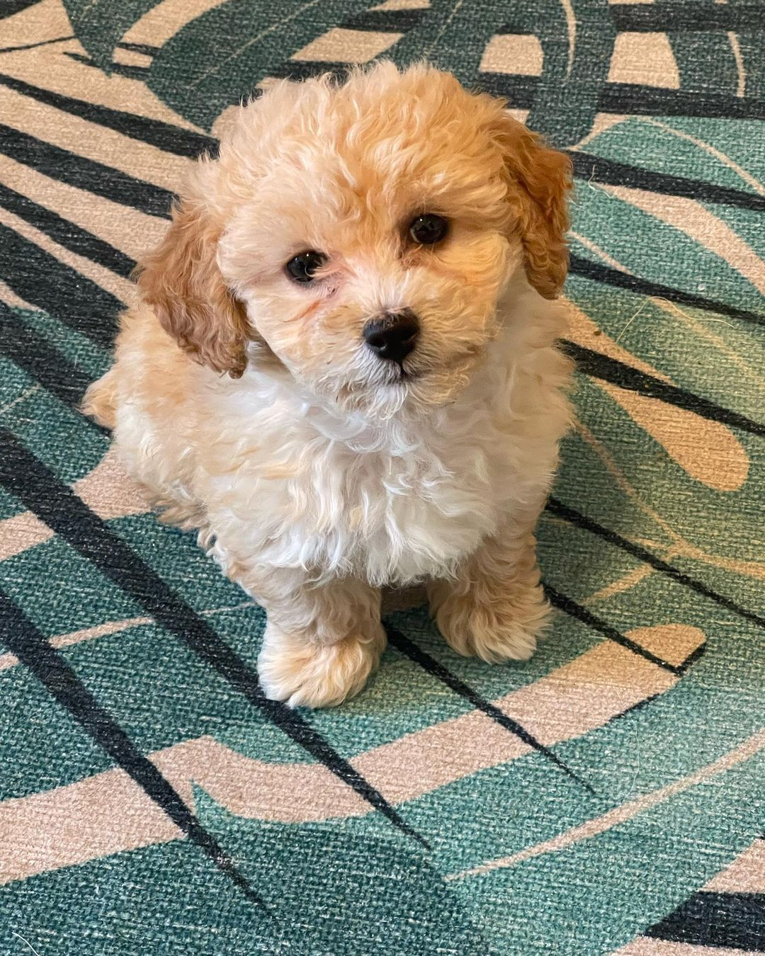 Funny Poochon Poodle Mix Pup