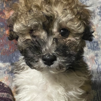 Energetic Havanese Purebred Pup