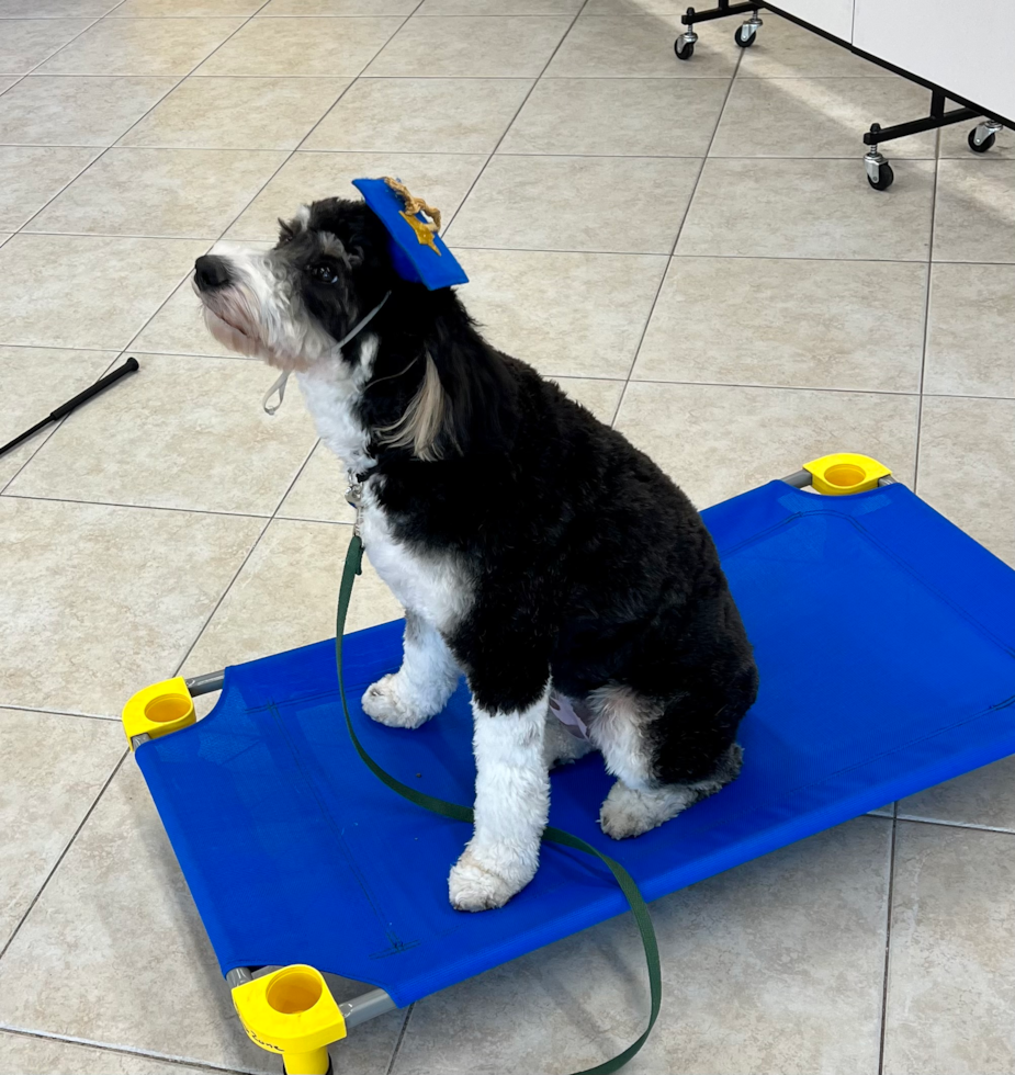 Happy Mini Bernedoodle Pup