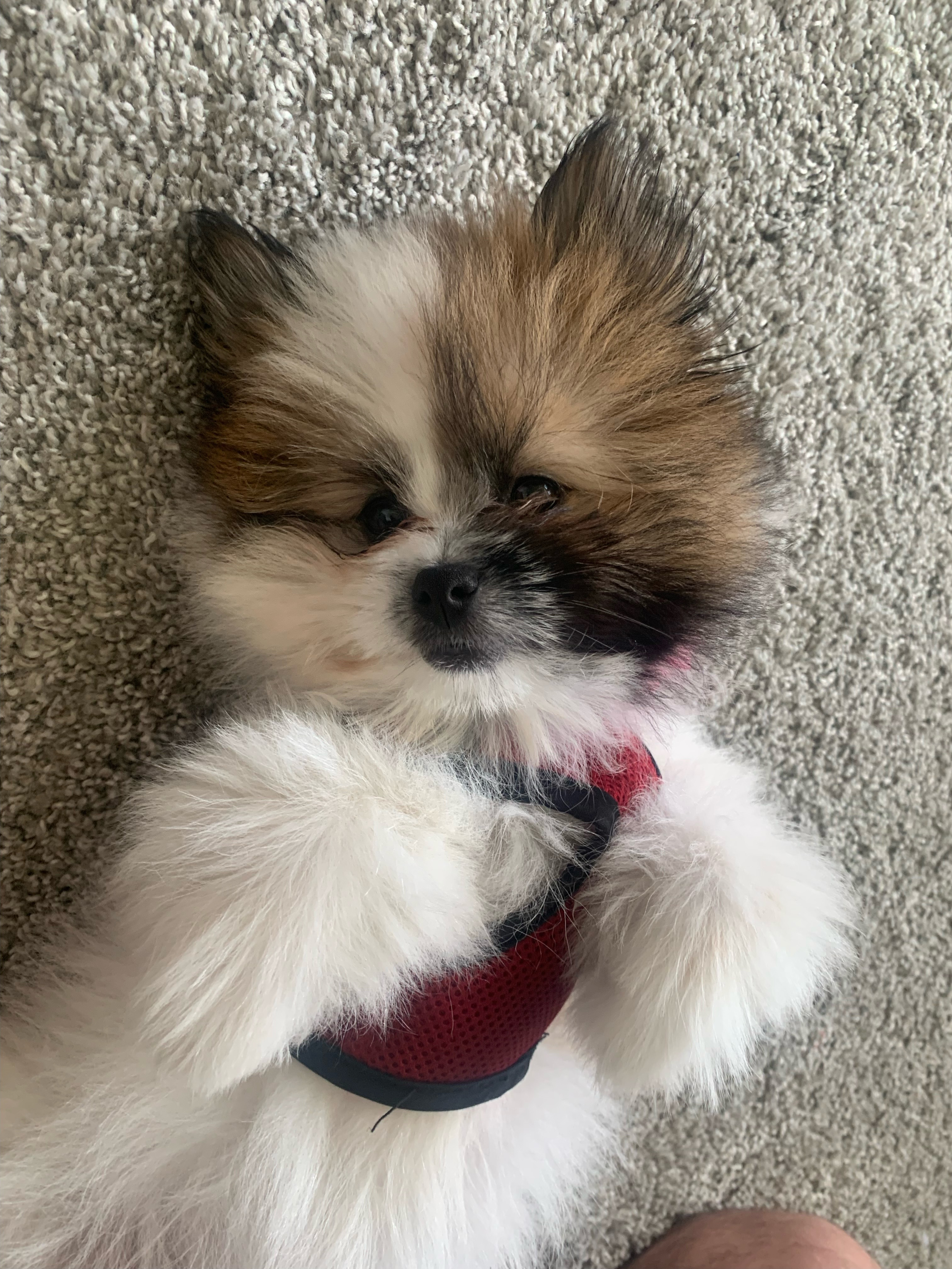 Shih Pom Puppy for Adoption