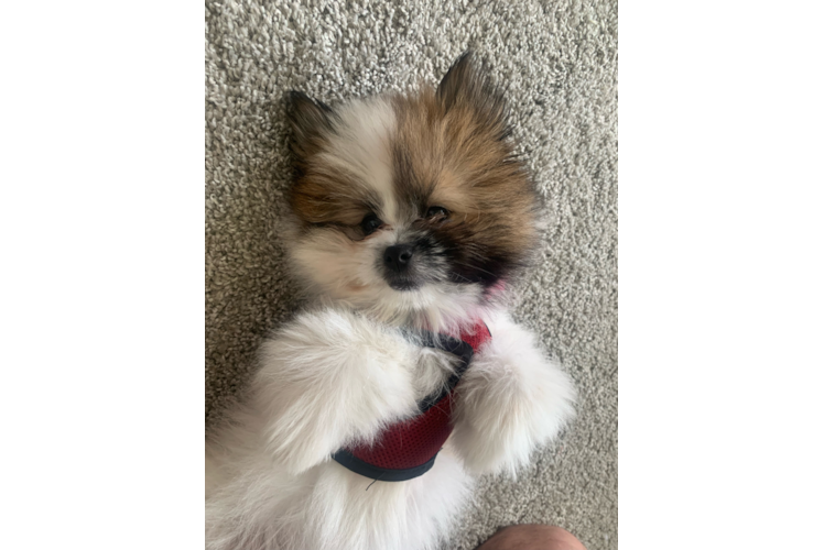 Shih Pom Puppy for Adoption