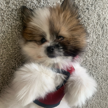Shih Pom Being Cute