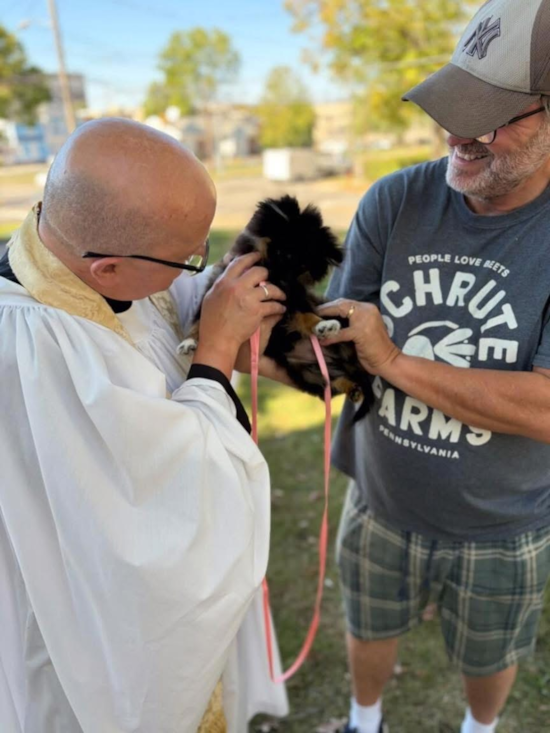 Small Pomeranian Pup
