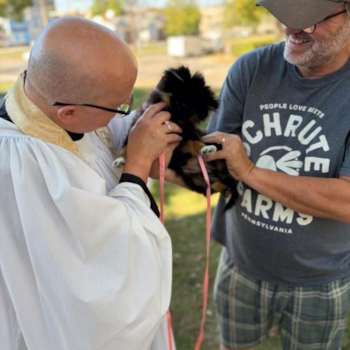 Small Pomeranian Pup