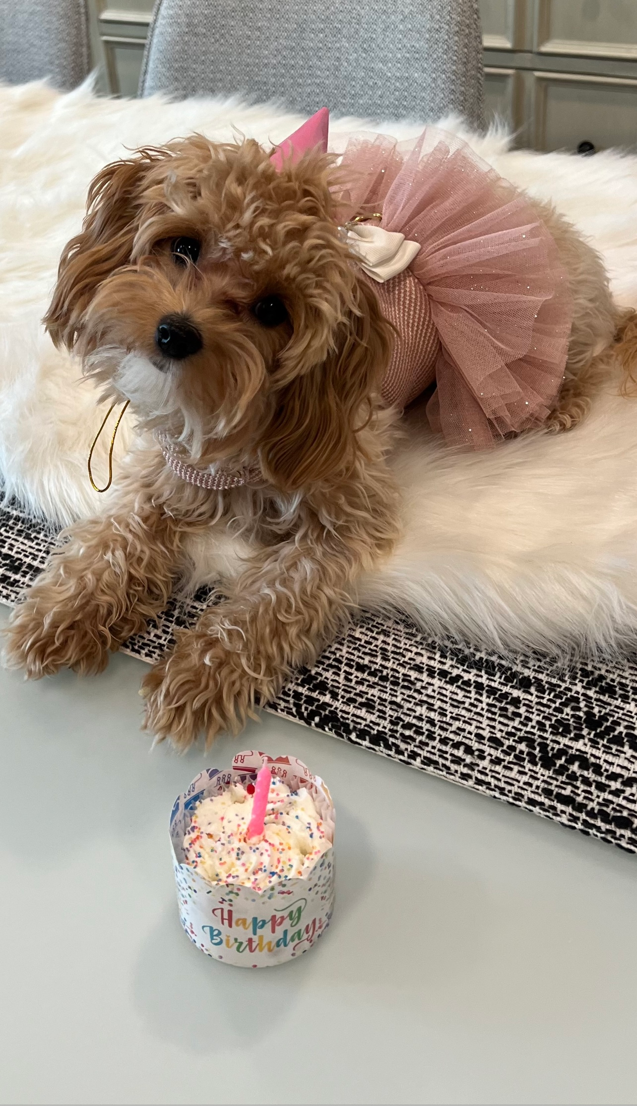 Maltipoo Puppy for Adoption