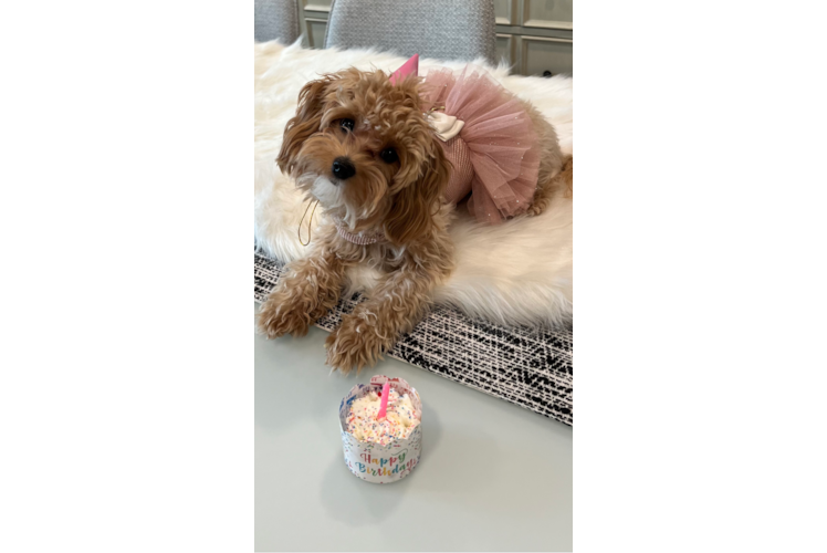 Maltipoo Puppy for Adoption