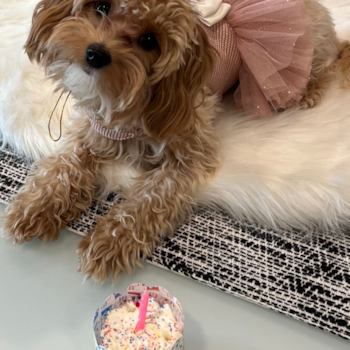 Petite Maltipoo Poodle Mix Pup