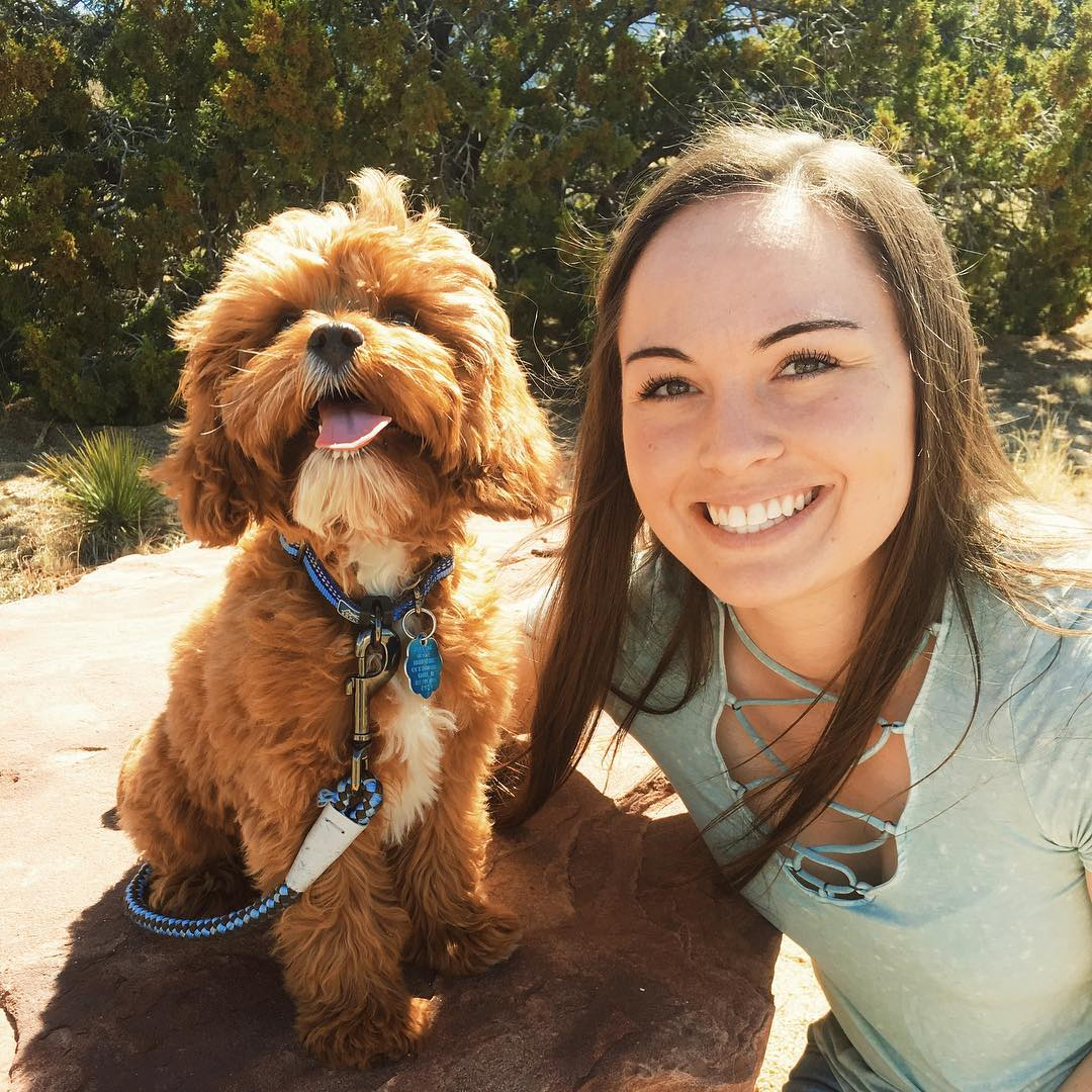 Cavapoo Puppy for Adoption