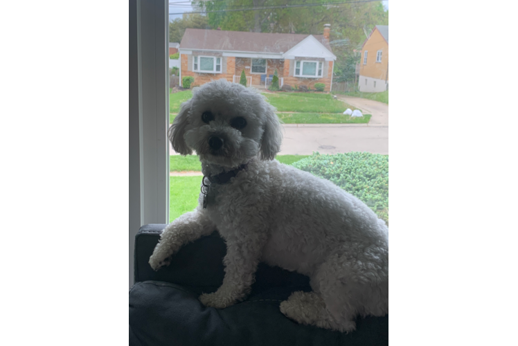 Havachon Puppy for Adoption