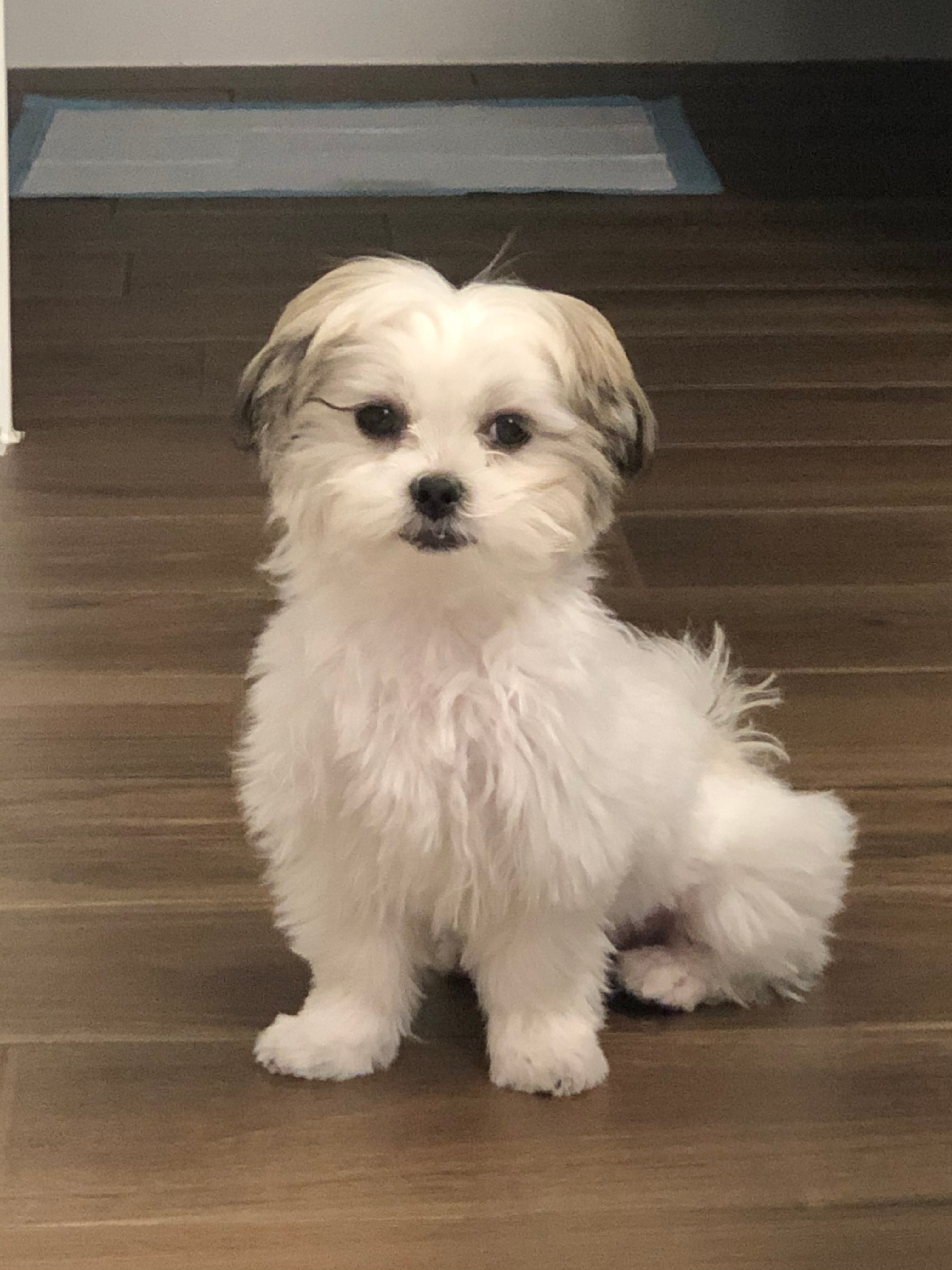 Teddy Bear Pup Being Cute