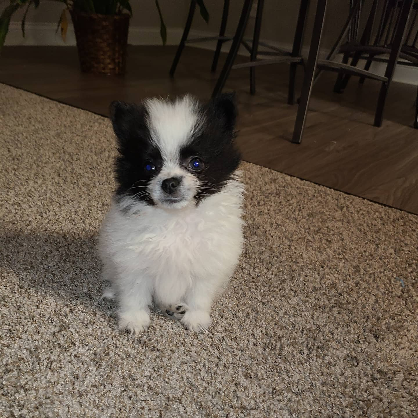 Pomeranian Puppy for Adoption