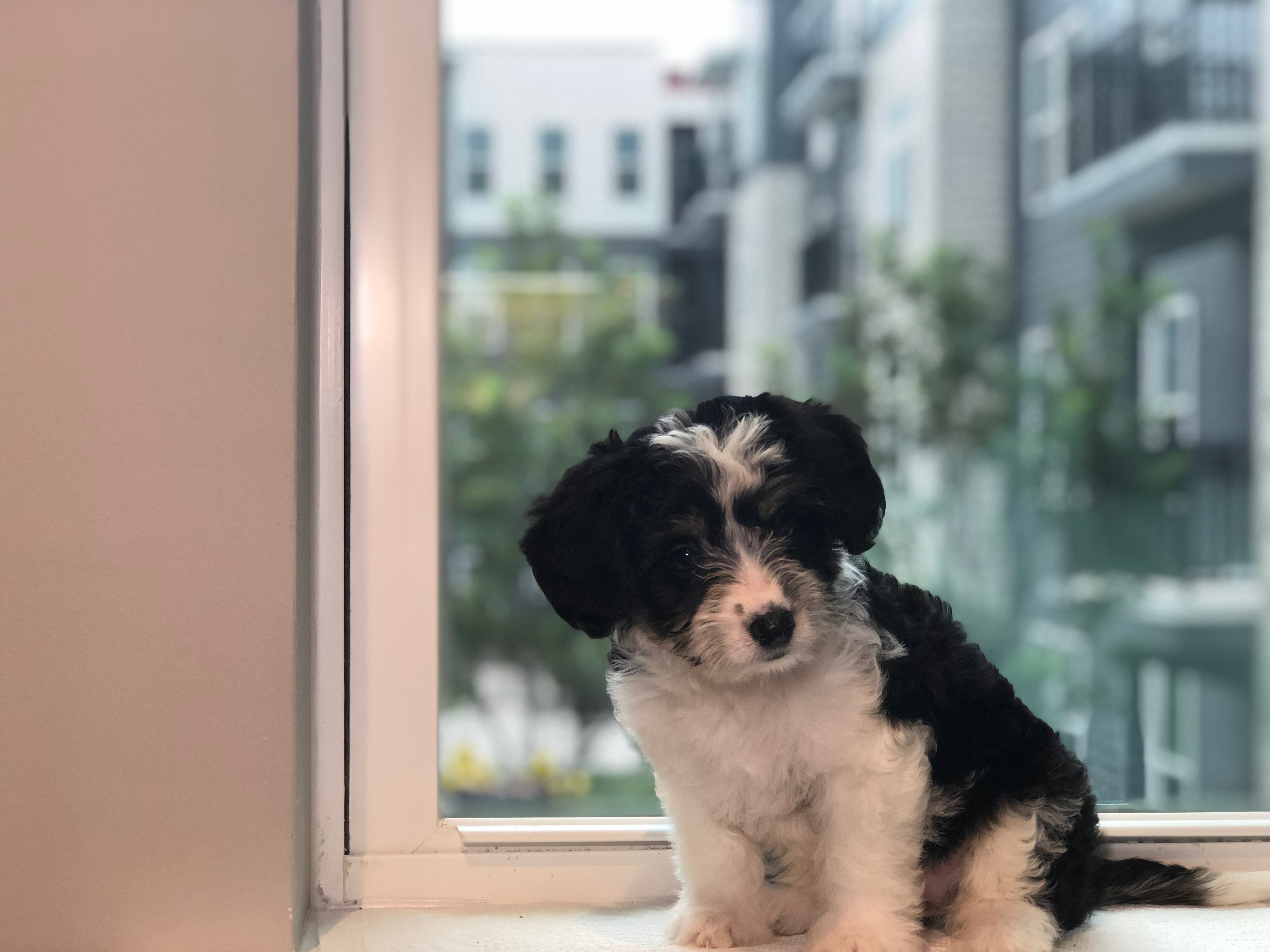 Small Aussiechon Baby